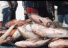 Gabon : IB-FISH baisse ses prix et soulage le pouvoir d’achat des ménages