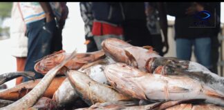 Gabon : IB-FISH baisse ses prix et soulage le pouvoir d’achat des ménages
