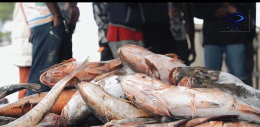 Gabon : IB-FISH baisse ses prix et soulage le pouvoir d’achat des ménages