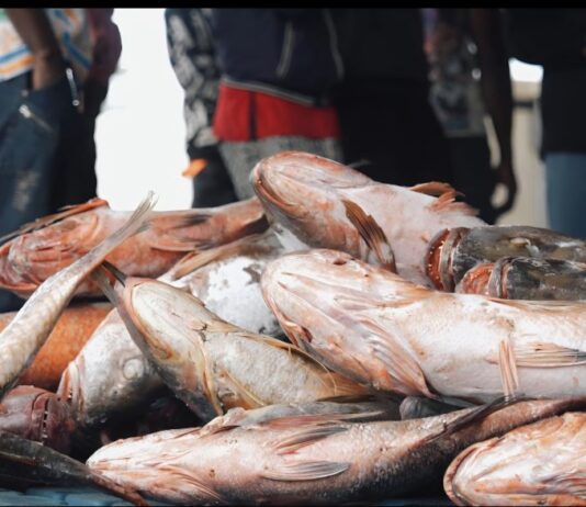 Gabon : IB-FISH baisse ses prix et soulage le pouvoir d’achat des ménages